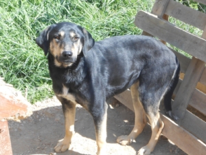 Jersey Zorro Dogsavior Okt