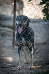 Jersey Zorro Dogsavior Okt1