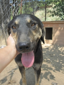 Jersey Zorro Dogsavior Okt2