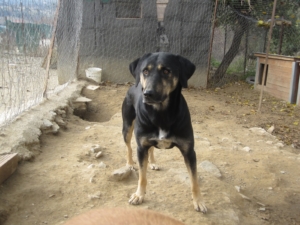 Jersey Zorro Dogsavior Okt3