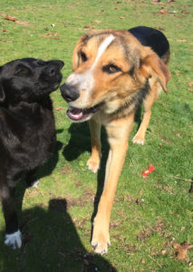 Koko Zorro Dogsavior 22