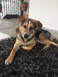 Koko Zorro Dogsavior Griechenland 01
