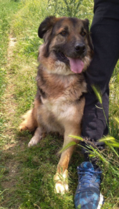 Lena Zorro Dogsavior 22