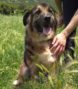 Lena Zorro Dogsavior 23