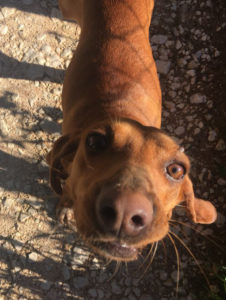 Nino_Zorro_Dogsavior_Griechenland_32