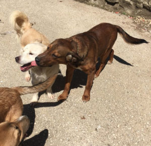 Nino_Zorro_Dogsavior_Griechenland_34