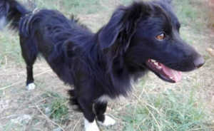Petit Zorro Dogsavior