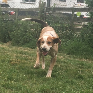 Pirri Zorro Dogsavior22