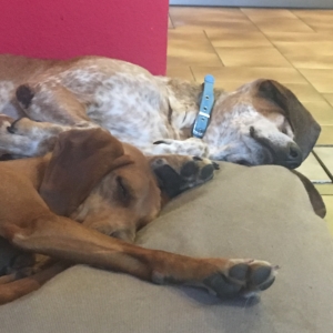 Pirri Zorro Dogsavior25