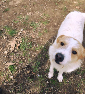 RudyJunior_Zorro_Dogsavior_Tierschutz_20
