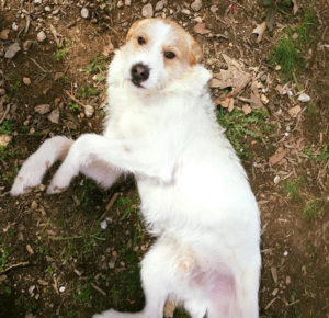 RudyJunior Zorro Dogsavior Tierschutz 21