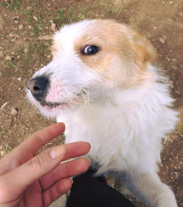 RudyJunior Zorro Dogsavior Tierschutz 22