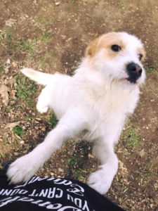 RudyJunior_Zorro_Dogsavior_Tierschutz