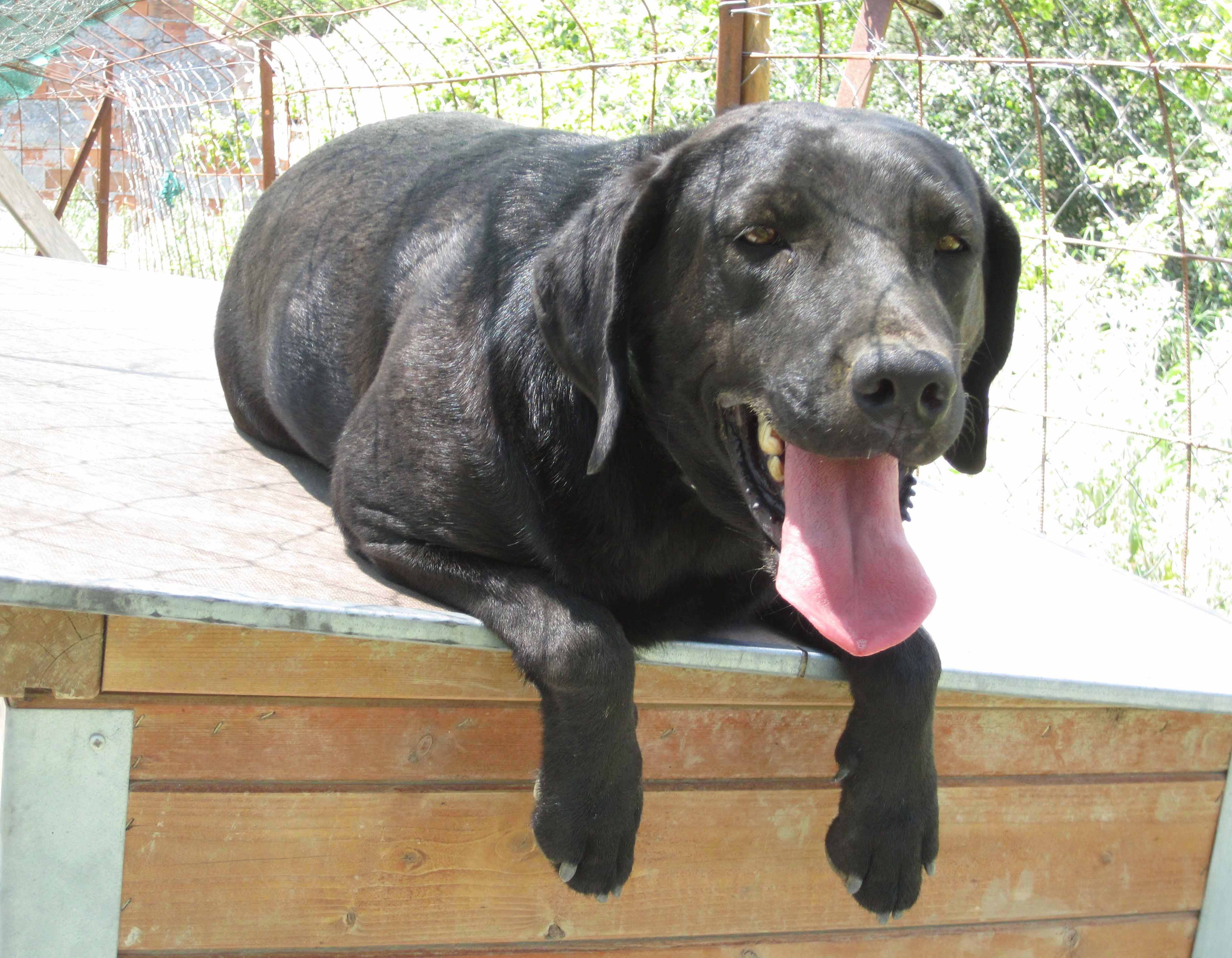 Astrapi  Zorro Dogsavior