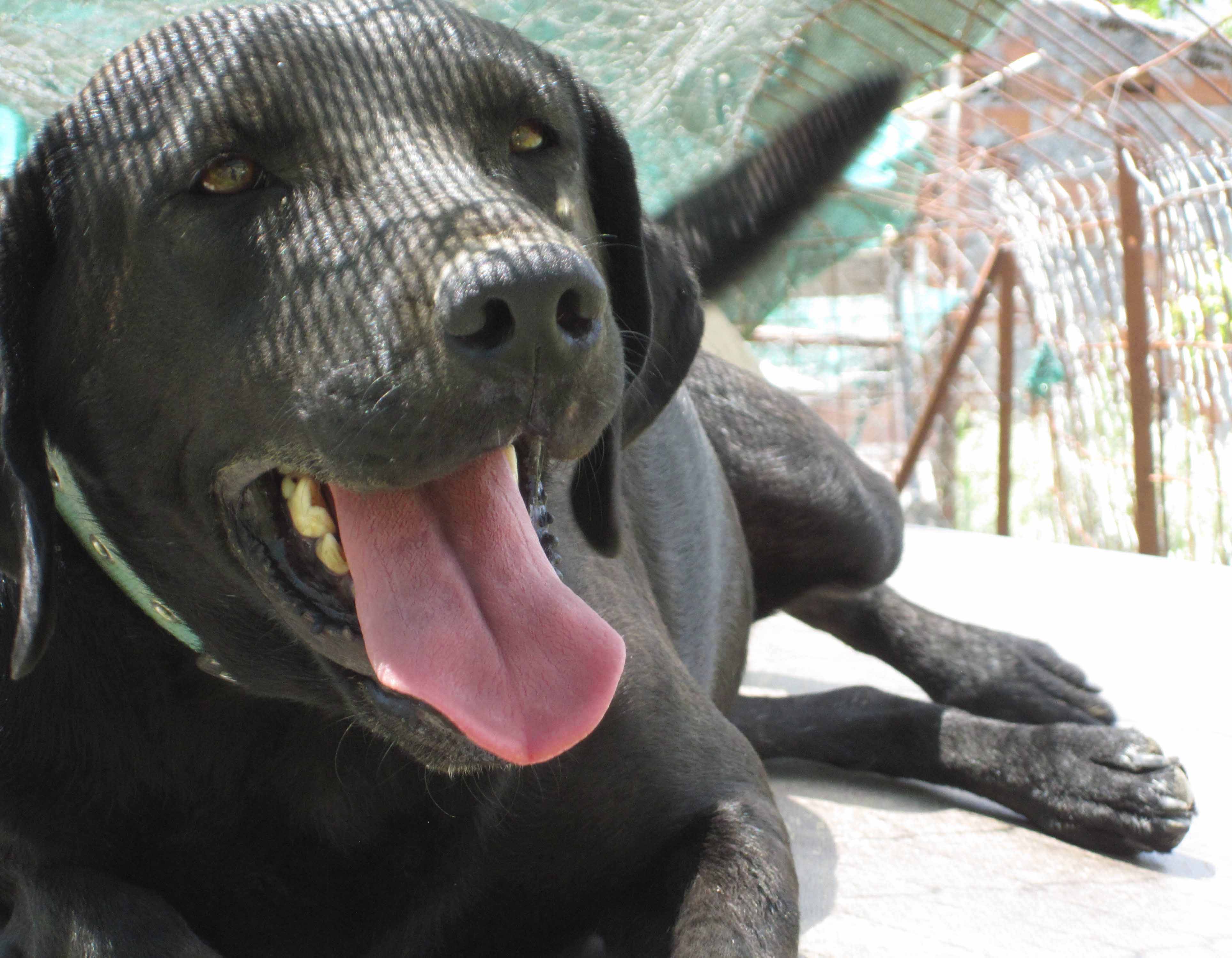 Astrapi  Zorro Dogsavior 