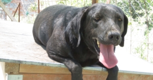 Astrapi  Zorro Dogsavior Beitragsbild neu