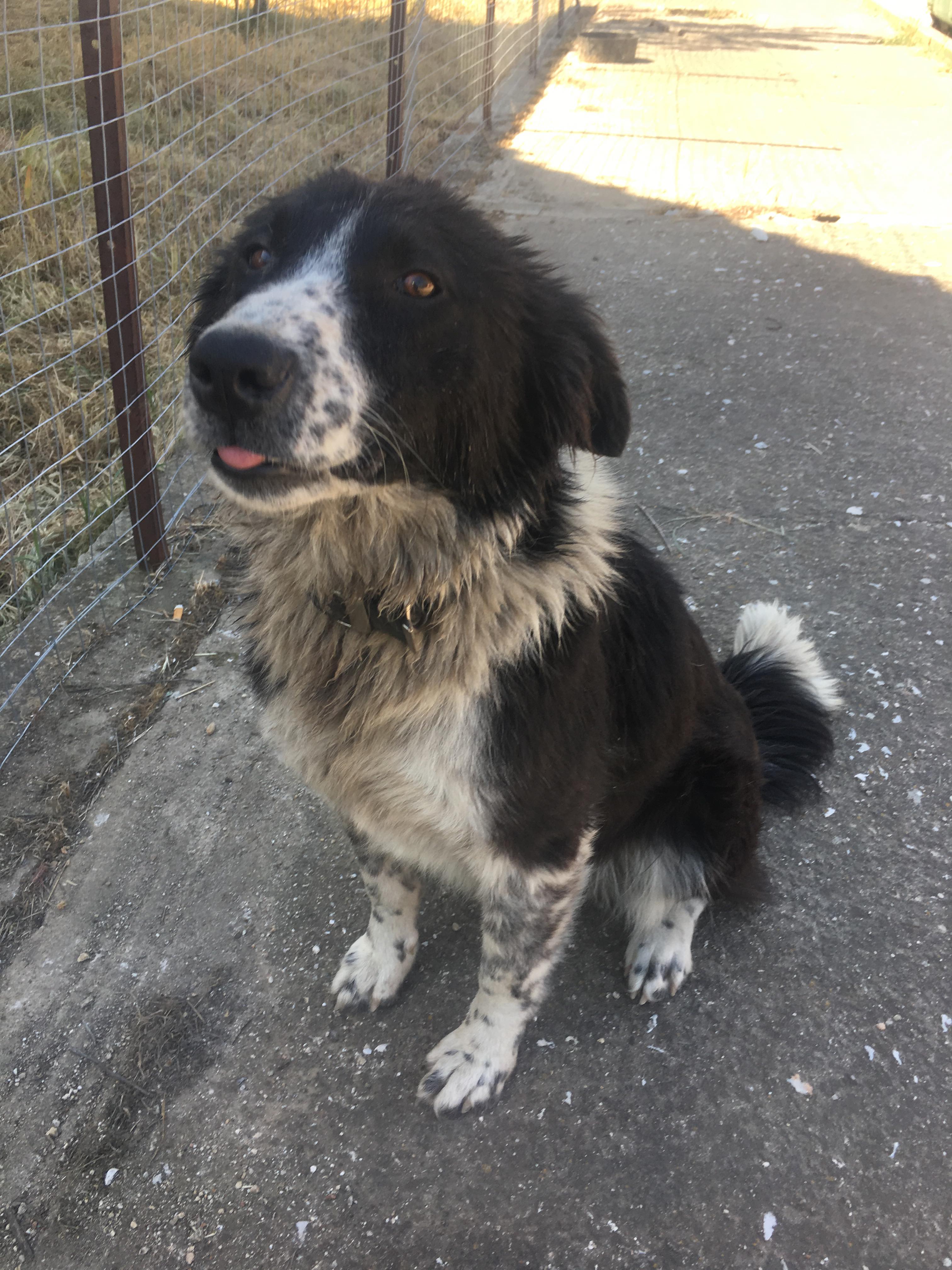 Betty Zorro Tierschutz