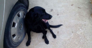 Blackberry Zorro Dogsavior Beitragsbild