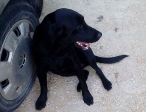 Blackberry Zorro Dogsavior HP