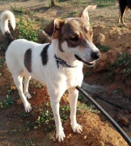Bobby Zorro Dogsavior Aug