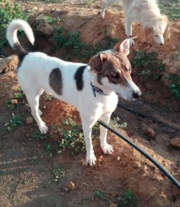 Bobby Zorro Dogsavior Aug1