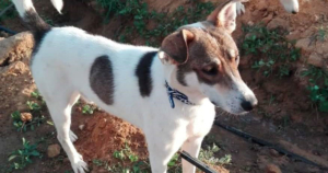 Bobby Zorro Dogsavior Beitragsbild Aug
