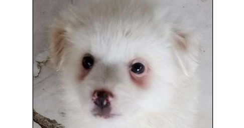 Brad Beitragsbild Zorro Hunde Tierschutz