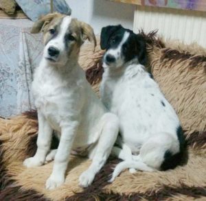 Christiane Zorro Dogsavior Griechenland 02