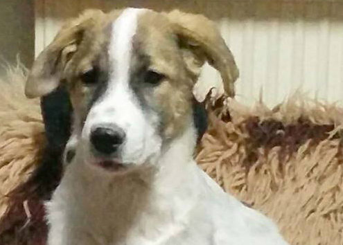 Christiane Zorro Dogsavior Griechenland Beitragsbild