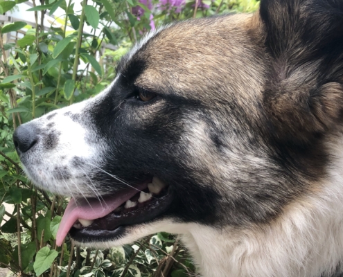 Dana adopt dog e1562049164884