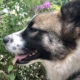 Dana adopt dog e1562049164884