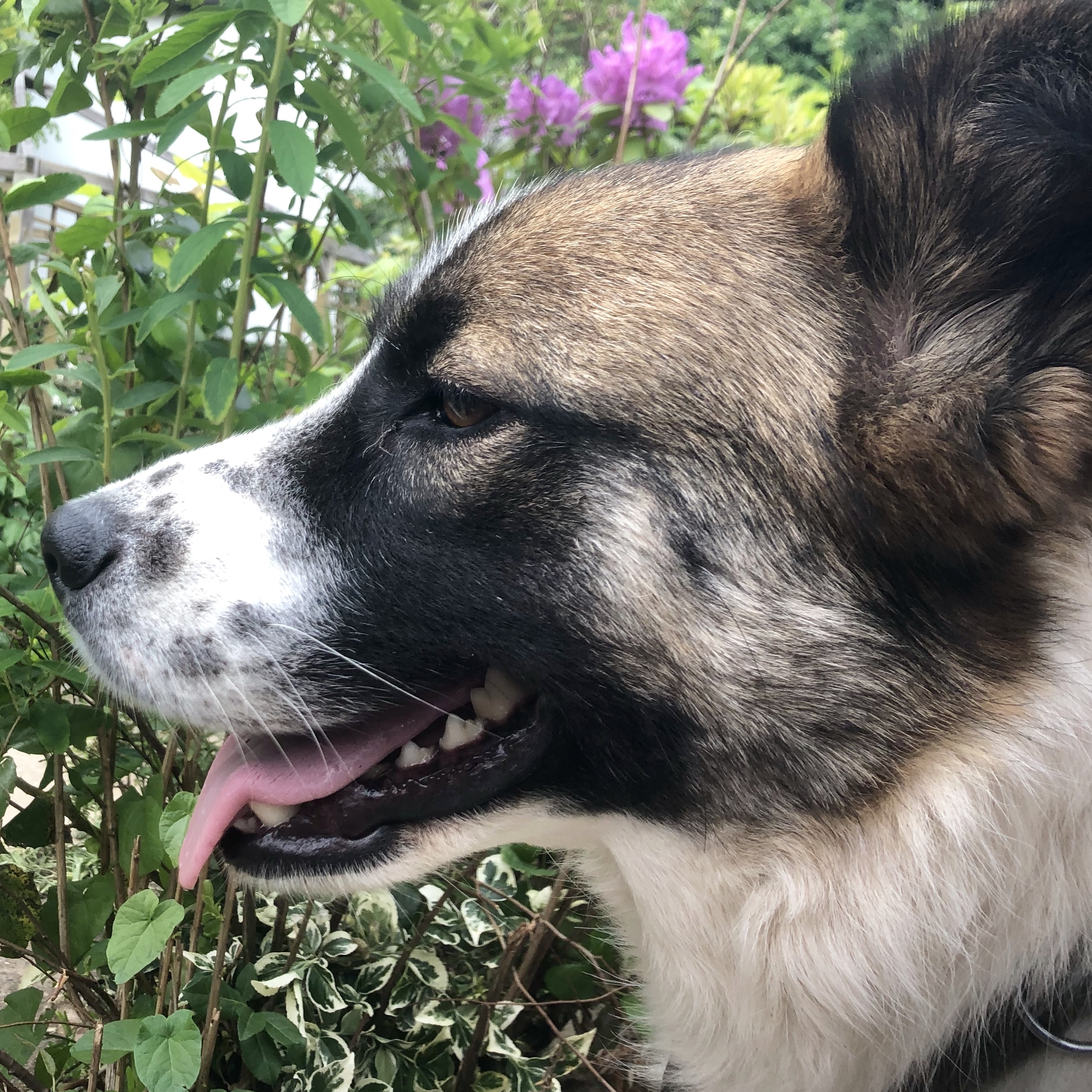 Dana adopt dog e1562049164884