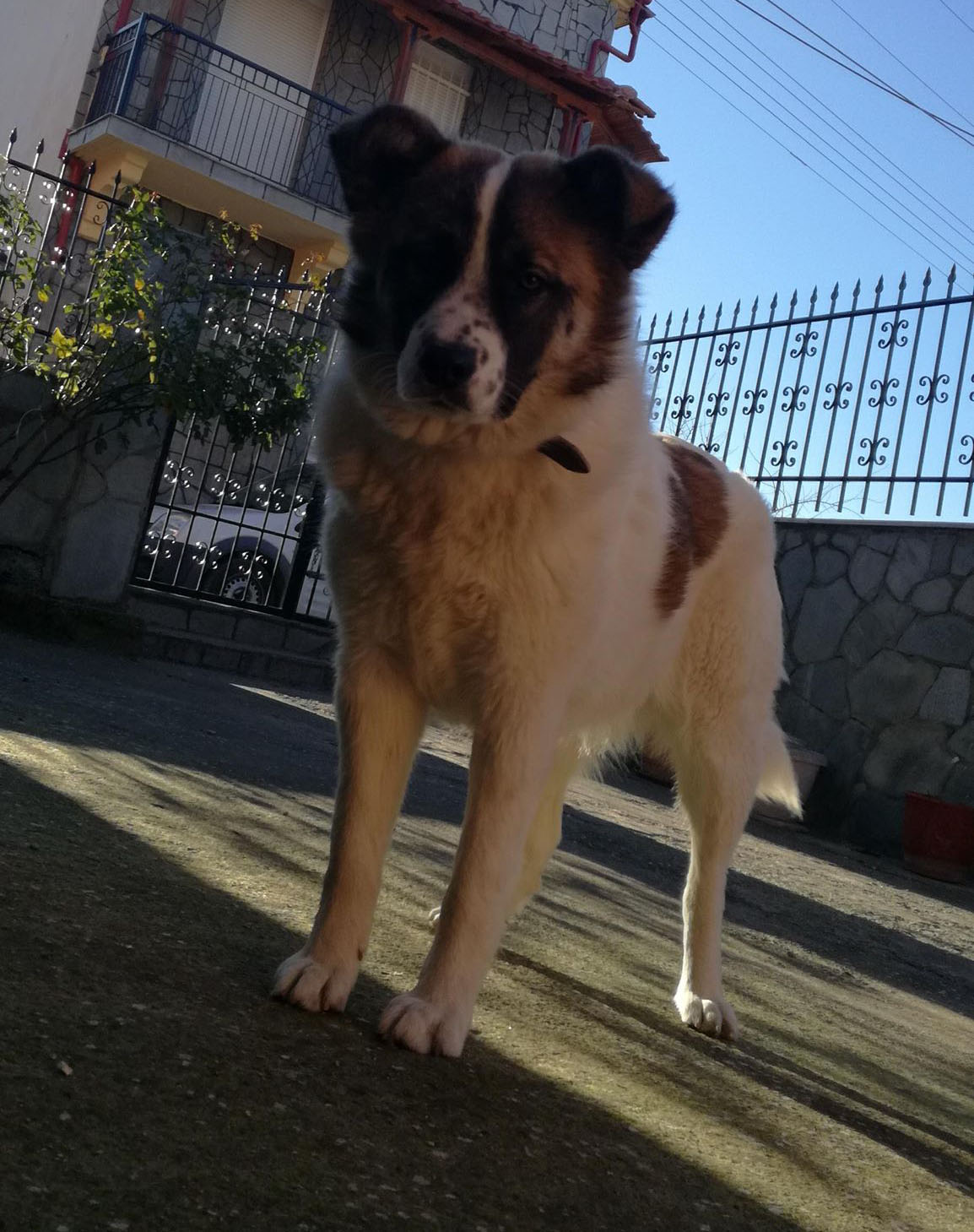 Danae Zorro Dogsavior Jan19