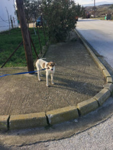 Ein Hund auf einem Bürgersteig