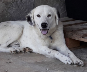 Joy Zorro Dogsavior 02