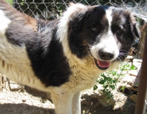 Stevie Wonder  Zorro Dogsavior1