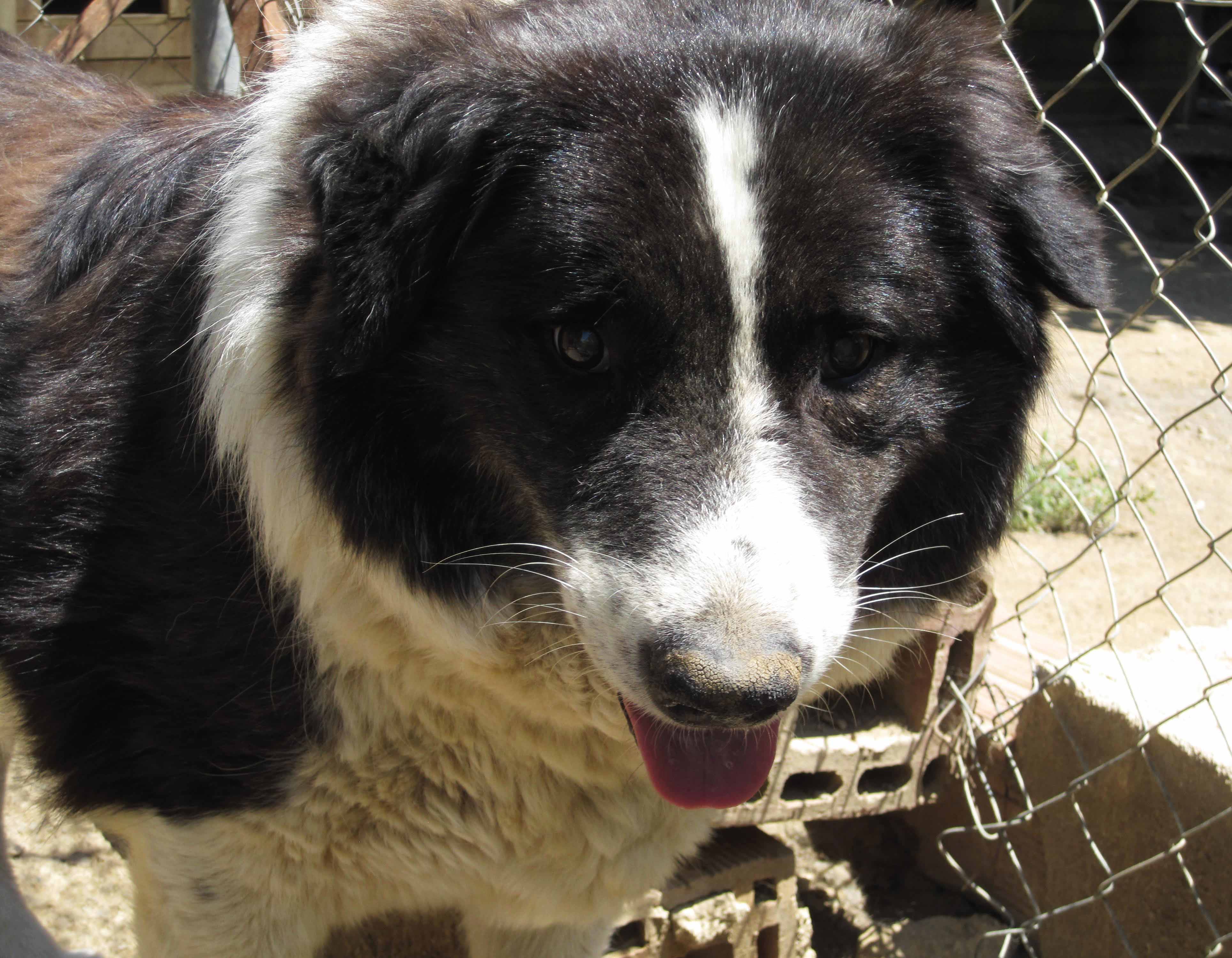 Stevie Wonder  Zorro Dogsavior3
