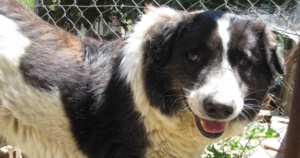 Stevie Wonder  Zorro Dogsavior Beitragsbild neu