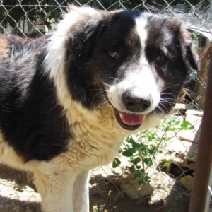 Stevie Wonder  Zorro Dogsavior HP