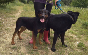 William Zorro Dogsavior 21