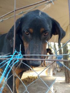 William_Zorro_Dogsavior_Griechenland_02
