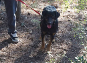 William_Zorro_Dogsavior_Griechenland_03