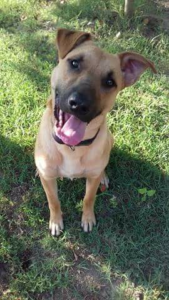 Asterix Tierschutz Zorro