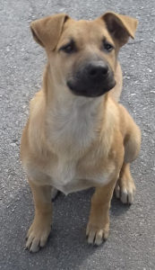 Asterix Obelix Zorro Hundetierschutz