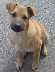 Asterix Obelix Zorro Hunde Tierschutz Griechenland