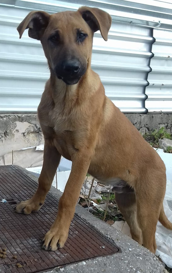 Obelix-Zorro_Hunde-Tierschutz