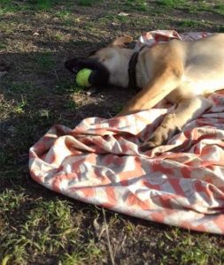 Asterix Zorro Dogsavior Tierschutz 24