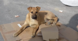 Beitragsbild Asterix Zorro Dogsavior