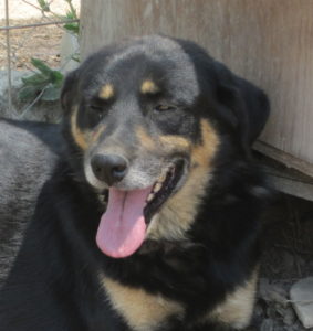 Bobos Portrait