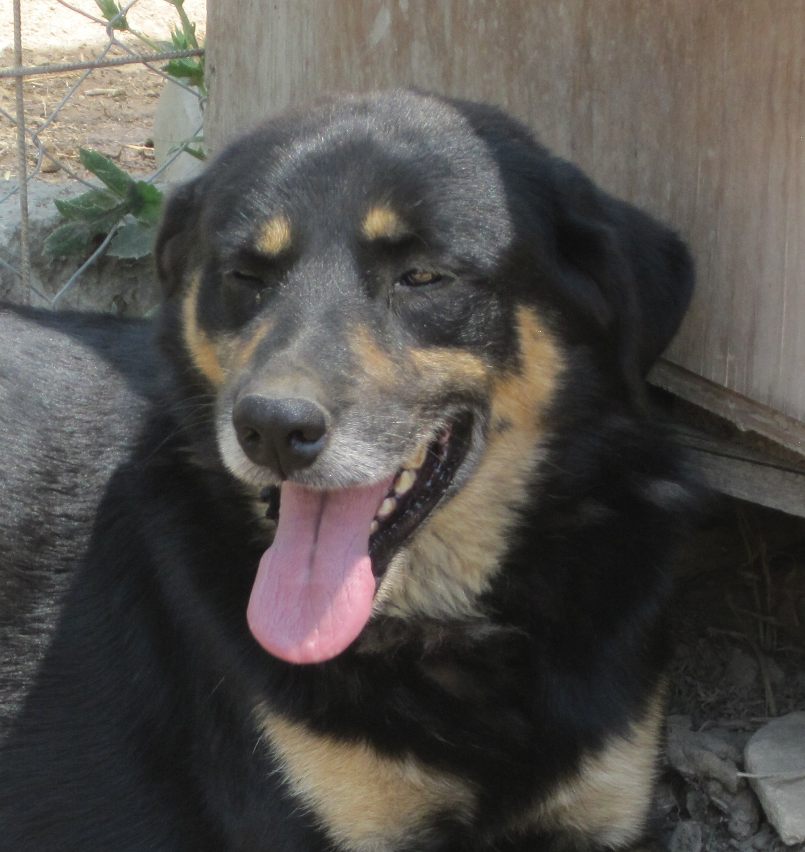 Bobos Portrait